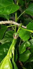 Edessa meditabunda