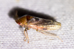 Dragonana dracontea