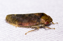 Dragonana dracontea