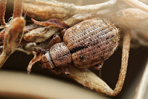 Nut Leaf Weevil, photo 4 of 10