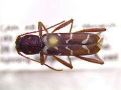 Neoclytus muricatulus