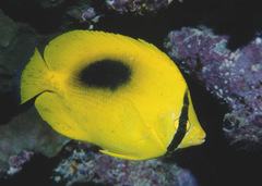 Chaetodon speculum