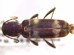 Xylotrechus colonus