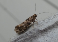 Parochmastis hilderi