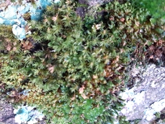 Orthotrichum diaphanum