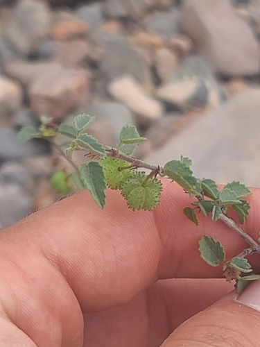 Dense Ayenia