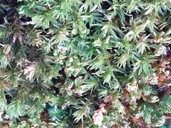 Orthotrichum diaphanum