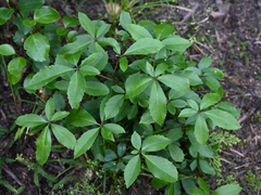 Pseudopanax colensoi