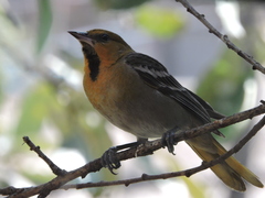 Icterus abeillei