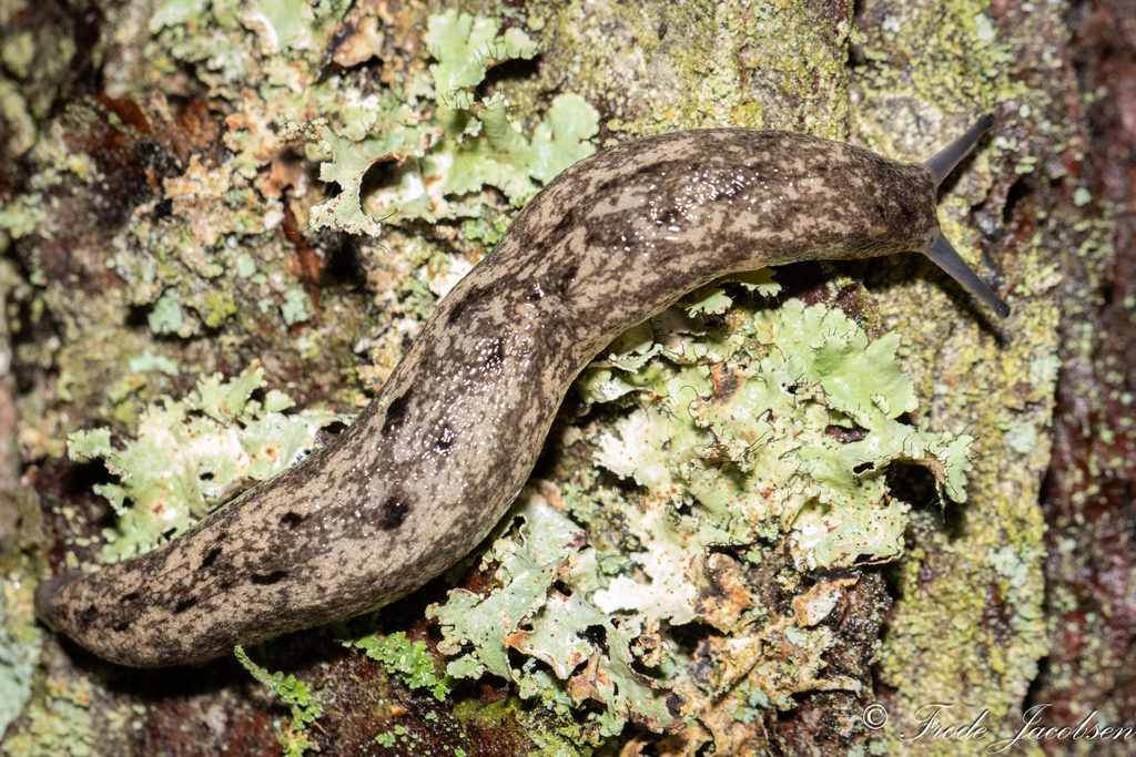 Carolina Mantleslug, photo 1 of 9