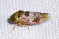 Dragonana dracontea