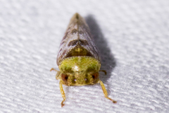 Dragonana dracontea