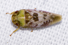 Dragonana dracontea