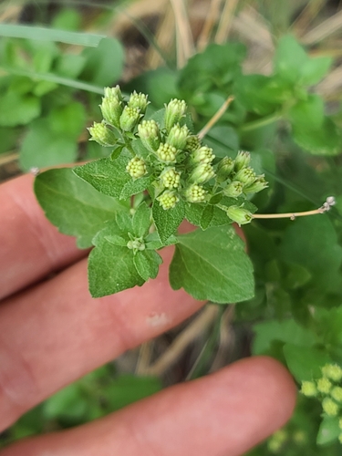 Wright's Snakeroot