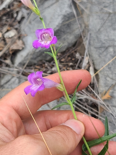 Cochise Beardtongue (Penstemon dasyphyllus)