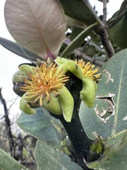 Clusia multiflora