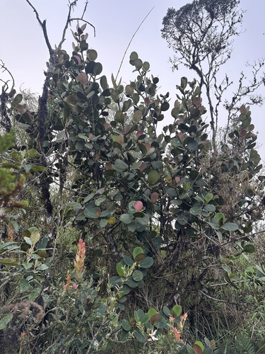 Clusia multiflora, photograph 2