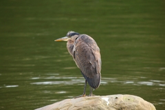 Ardea herodias