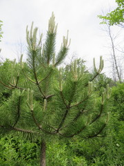 Pinus