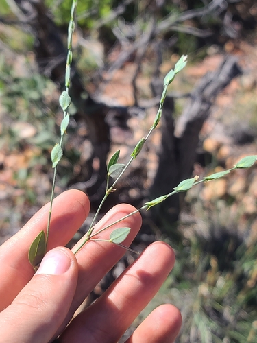 Net Leaf Rabbit's Ears (Zornia reticulata)