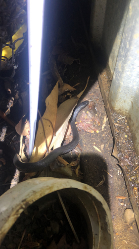 Eastern Small-eyed Snake sighting