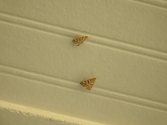 Diastictis