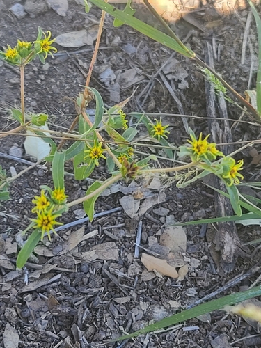 Arizona Blackfoot (Melampodium longicorne)
