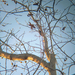 Dryobates Woodpeckers from Smyrna, DE, US on November 04, 2025 at 04:26 PM by PoMan