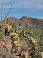 Thurber's Column Cactus (Cereus thurberi)