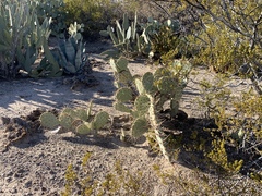 Opuntia confusa