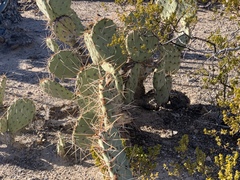 Opuntia confusa