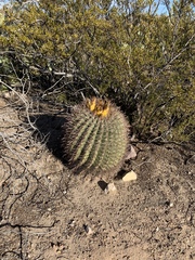 Ferocactus wislizeni