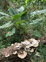 Trametes tenuis