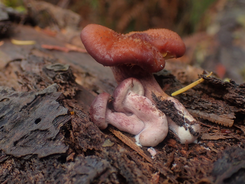 Gymnopilus luteofolius · November 2025 · photo: © dgwdoesthings (iNaturalist, cc0)