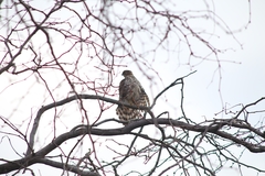 Accipiter cooperii