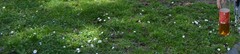 Bellis perennis