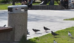 Columba livia domestica