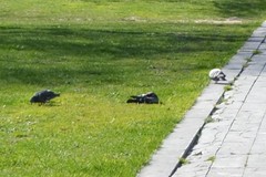 Columba livia domestica