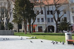 Columba livia domestica