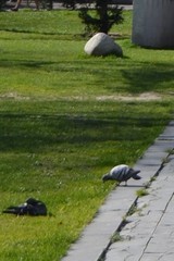 Columba livia domestica