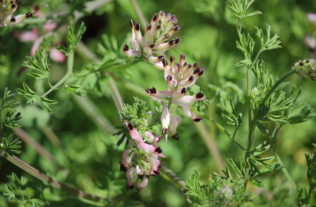 Field Fumitory