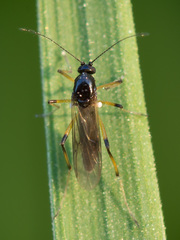 Palpomyia