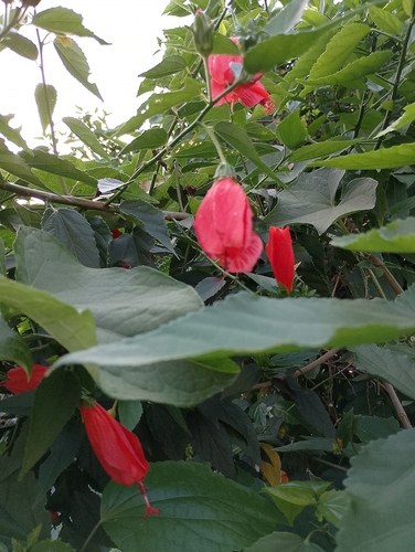 Sleeping Hibiscus