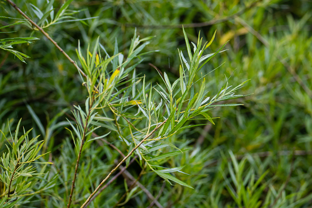 Salix viminalis