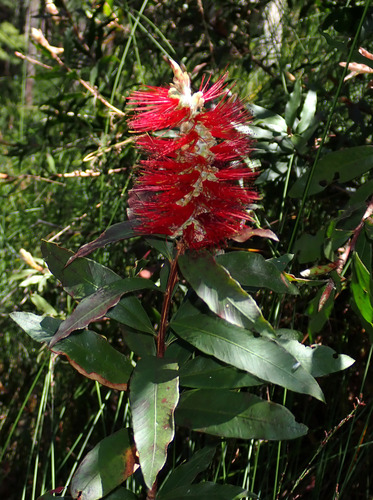Tapering-leaved bottlebrush (Melaleuca flammea)