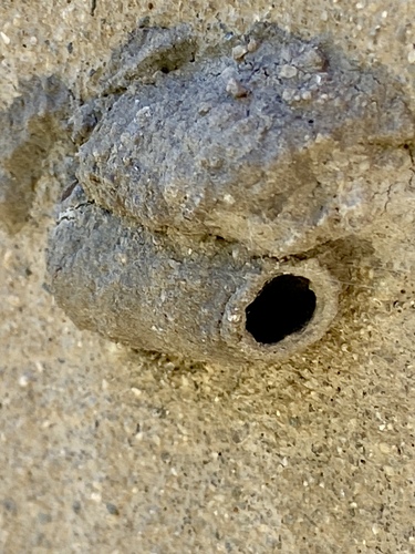 iNaturalist observation photo of Black-and-yellow Mud-dauber Wasps