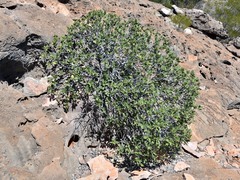 Ficus brachypoda