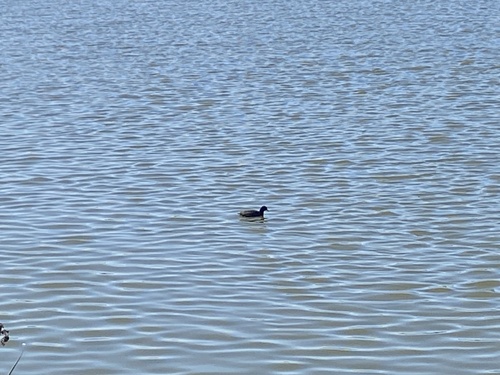 iNaturalist observation photo of American Coot