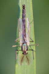 Chironomus macani