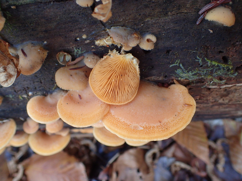 Phyllotopsis nidulans · November 2025 · photo: © tniernberger (iNaturalist, cc0)